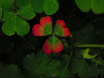 Close-up of red leaves