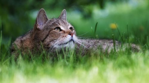 Close-up of cat on grass