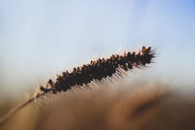 Macro shot of insect on plant