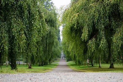 Footpath amidst trees in forest