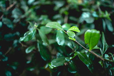 Close up of green bush fukien tea tree in the garden.