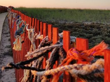 Row of grass on field