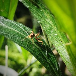 Close-up of insect on plant