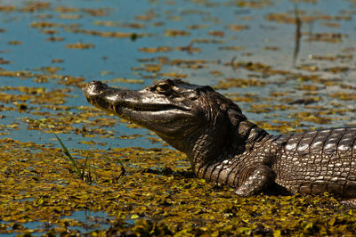 Close-up of lizard on shore