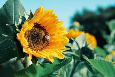 Close-up of honey bee on sunflower