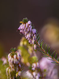 Close-up of pink flowering plant