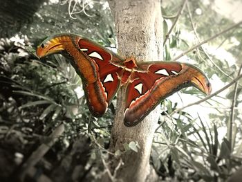 Close-up of insect on tree