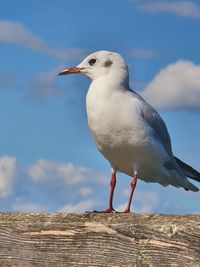 bird