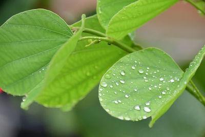 Close-up of raindrops on leaves