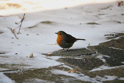 Close-up of bird perching on snow