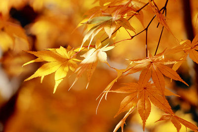 Close-up of maple leaves on plant