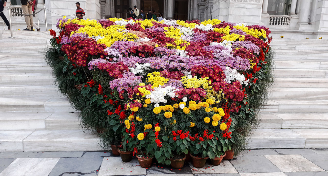 FLOWERING PLANTS AGAINST RED WALL