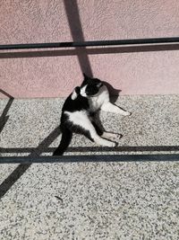 High angle view of cat with shadow on wall