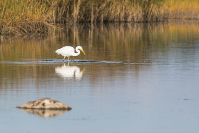 Great egret with reflection in river