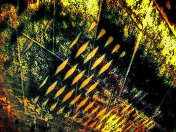 High angle view of yellow trees in forest