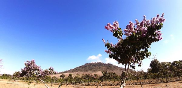 Cherry blossoms against blue sky