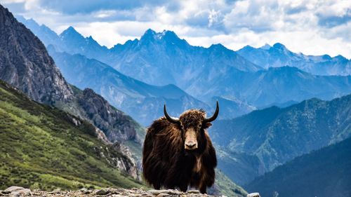 Portrait of animal standing against mountains