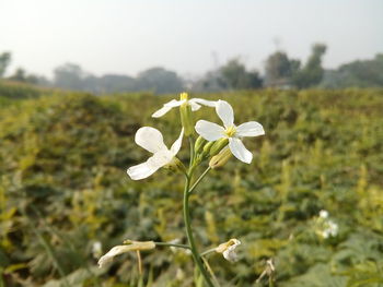 Close-up of flowers blooming in field