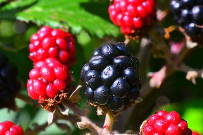 Close-up of cherries growing on plant