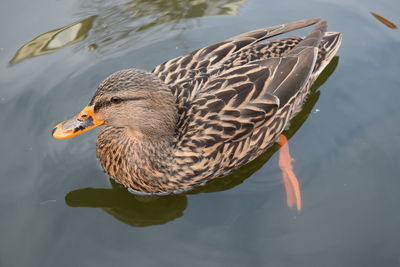 A picture of a duck in the pond