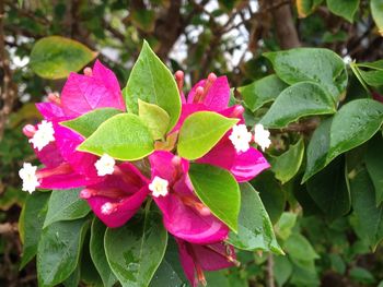 Close-up of pink flowers