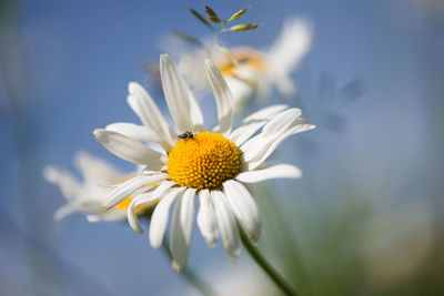 Close-up of insect pollinating on white daisy