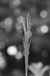 Close-up of plant against blurred background