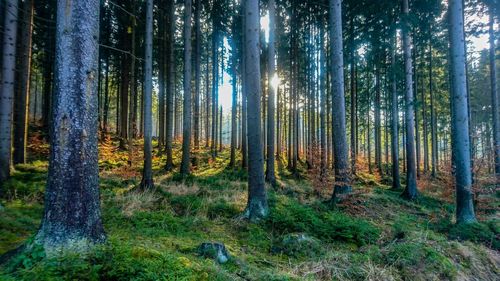 Pine trees in forest