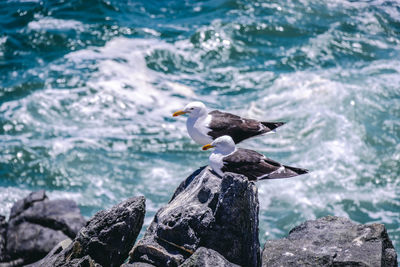 Seagull perching on rock in sea