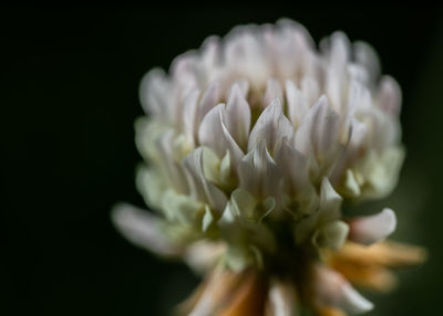 Close-up of white flowering plant against black background