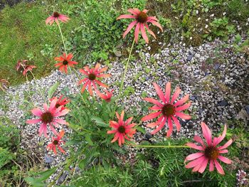 High angle view of various flowers blooming on field