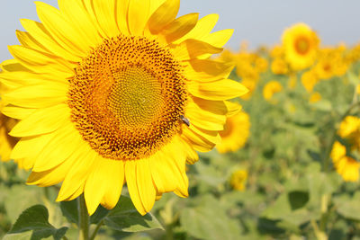 Close-up of sunflower on field