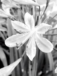 Close-up of wet flower blooming outdoors