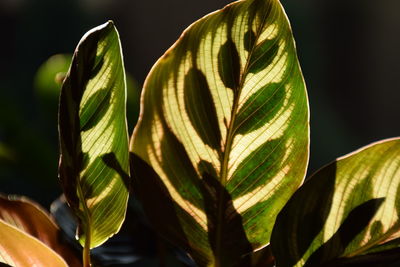 Close-up of green leaf against black background