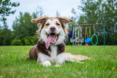 Portrait of dog on grass