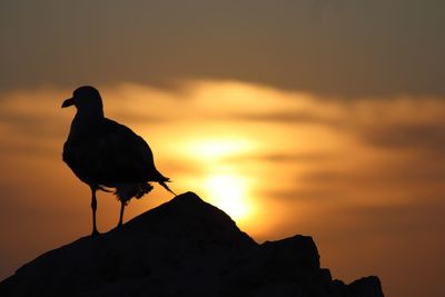 Seagull perching on rock against sky during sunset