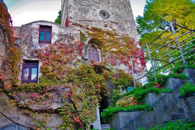 Low angle view of ivy growing on tree