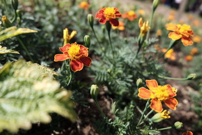 High angle view of orange flowers on field