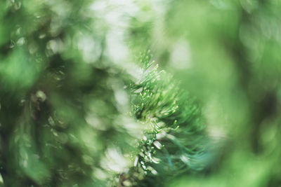 Close-up of wet plant