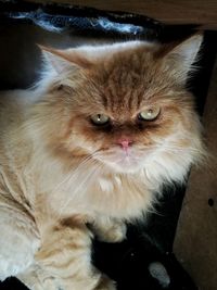 Close-up portrait of cat sitting on floor