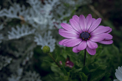 Close-up of purple flower