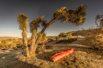 Scenic view of palm trees on field against sky