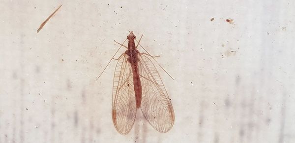 Close-up of insect on wall