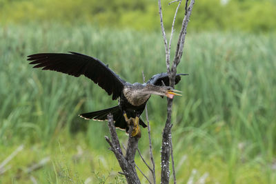 Close-up of eagle flying against grass