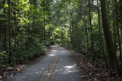 Road amidst trees in forest