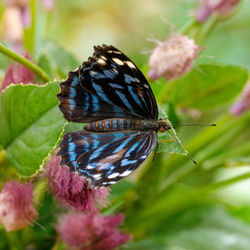 Close-up of butterfly perching on flower