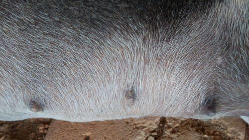 Close-up of an animal