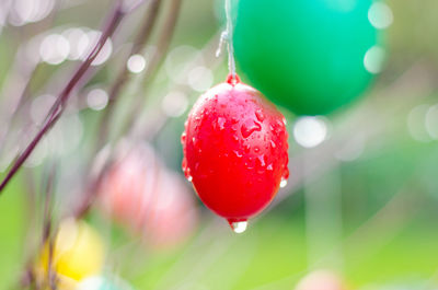 Close-up of red berries hanging on tree