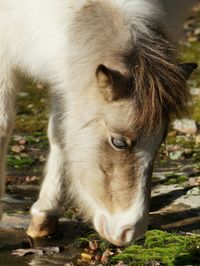 Close-up of goat on field