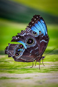 Close-up of butterfly